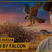 Massive Flocks Of Red Billed Quelea Hunted By Falcon