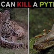 6 Animals That Could Defeat A Python