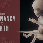 Pregnancy How A Wonder Is Born Animation
