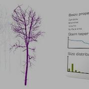 3D Forest Information