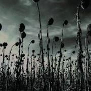 Dead Can Dance Children Of The Sun Wmv