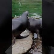 Java Vs Python Funny Coding Status Viral Shorts Coding Programming