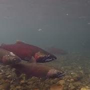Fishing For EDNA Robots Help Monitor A Freshwater Stream For A Year
