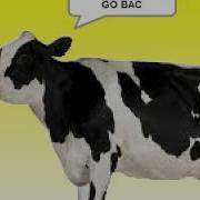 COW ERROR 203