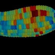 MorphoGraphX With A Mature Arabidopsis Embryo