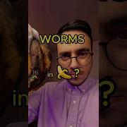 Worms In BANANA Fact Or Cap