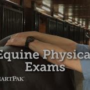 Equine Physical Exams