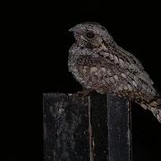Jungle Nightjar Call With Spectrogram Bird Song 80 Type 2