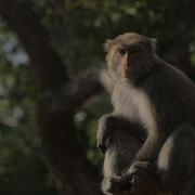 2 8K HDR 60fps 動物特寫 Animal Portrait 4 3重製版