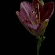 TF124 Time Lapse Flower FREE FOOTAGE