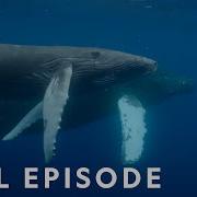 Oceans Odysseys Incredible Animal Journeys Full Episode National Geographic