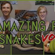 Snake Discovery And Clint S Reptiles Five MORE Of The Best Pet Snakes You Could Possibly Get