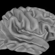 NeuroGuide Brain Surfer Surface Projection