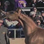 An Addiction McDonald Arabians Holiday Festival The Monte Moore Show