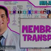 Cell Biology Passive Active Transport Endocytosis Exocytosis