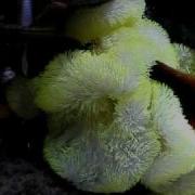 19 Years Old Tomato Clownfish Settling Down In Clownfish Village