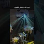 Projection Mapping Flowers Cinematic Photography Projectionmapping