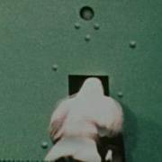 BF Skinner Foundation Pigeon Turn