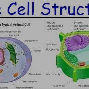 Biology Intro To Cell Structure Quick Review