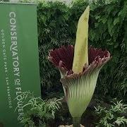 What Does The Corpse Flower Smell Like To You