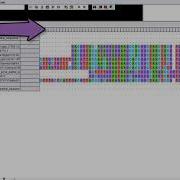 Tutorial Mulitple Sequence Alignment