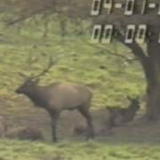 Ethology Practice Videos Wapiti Focal Animal Sampling