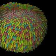 GcFeathers