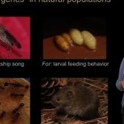 Genetics Of Behavior Hopi Hoekstra Harvard HHMI