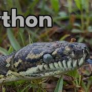 Up Close With The Coastal Carpet Python Beauty And Stealth