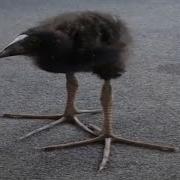 Top 5 Bird