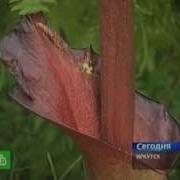 Аморфофаллюс Amorphophallus в Ботаническом саду Иркутска