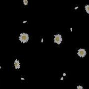 White Daisy Flowers Falling Black Screen Effect Video Loop