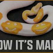 How We Made The Emoji Ball Python