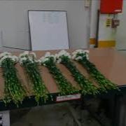Линия формирования букетов Bercomex Flora BunchMaster