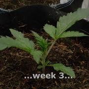Sweet Seeds Timelapse Days 1 23