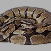 Python Tutorial 2 Importing Random For And While Loops
