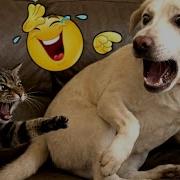 The Moment This Dog Realized The Cat Set Him Up