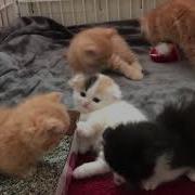 Scottish Fold Munchkin Kittens