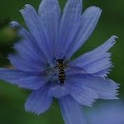 HOVERFLIES In The Fly Family Syrphidae