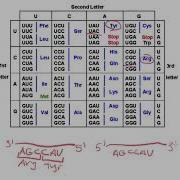 How To Read A Codon Chart