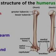 The Skeletal System