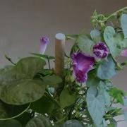Time Lapse Of A Morning Glory Opening Closing
