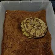Pulling Eggs Clutch 11 2018
