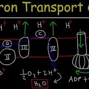 Electron Transport Chain ATP Synthase Chemiosmosis Oxidative Phosphorylation