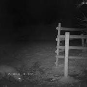 Rural Vixen Female Fox Screaming With Sounds