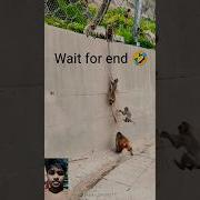 This Monkey Is Very Funny Tool Shorts Trendingshorts Viralshorts Funnyshorts Youtubeshorts