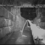 Sewer Creature Spotted By United Utilities Sewer Camera