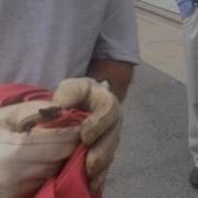 WATE Bat Has Been Captured