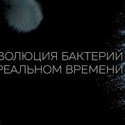 Эволюция бактерий в реальном времени Kishony Lab