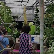 Corpse Flower Now Blooming At NC State